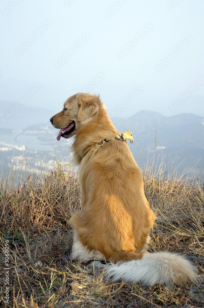 golden retriever relaxing golden retriever relaxing