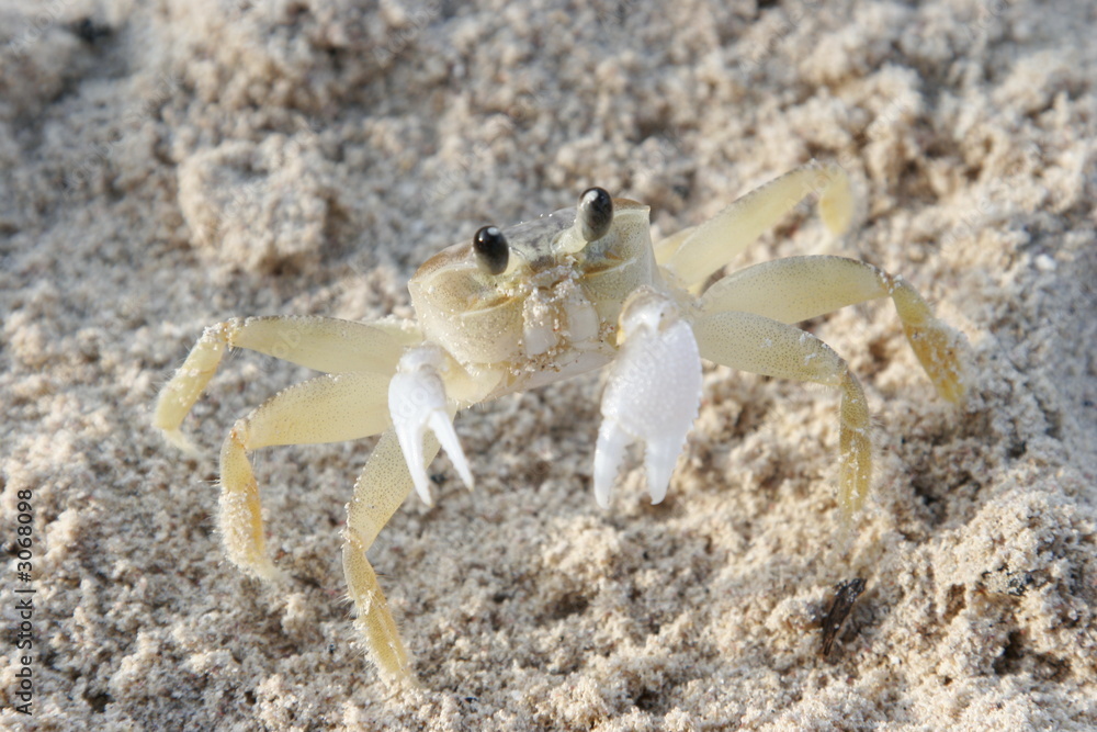 crabe de mer crabe de mer