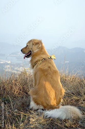 golden retriever relaxing