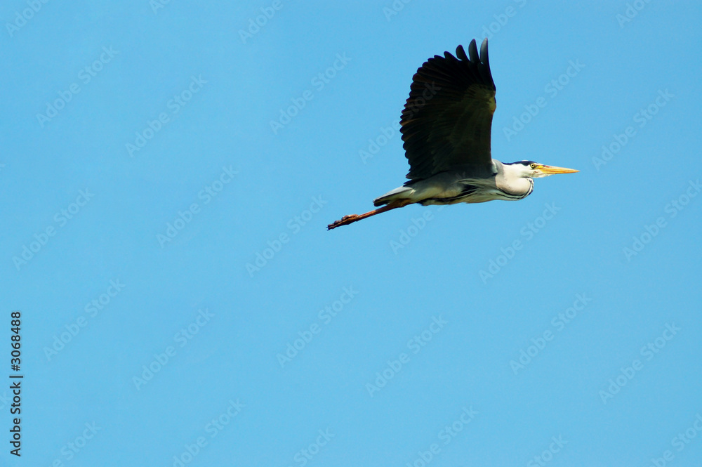 Obraz premium graureiher im flug