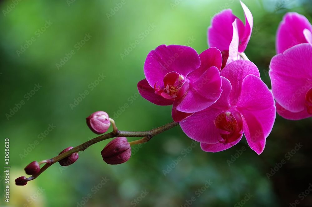 pink orchid pink orchid