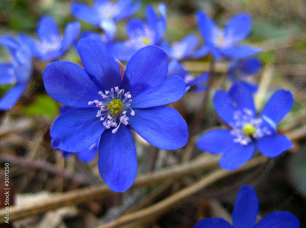 flowers flowers