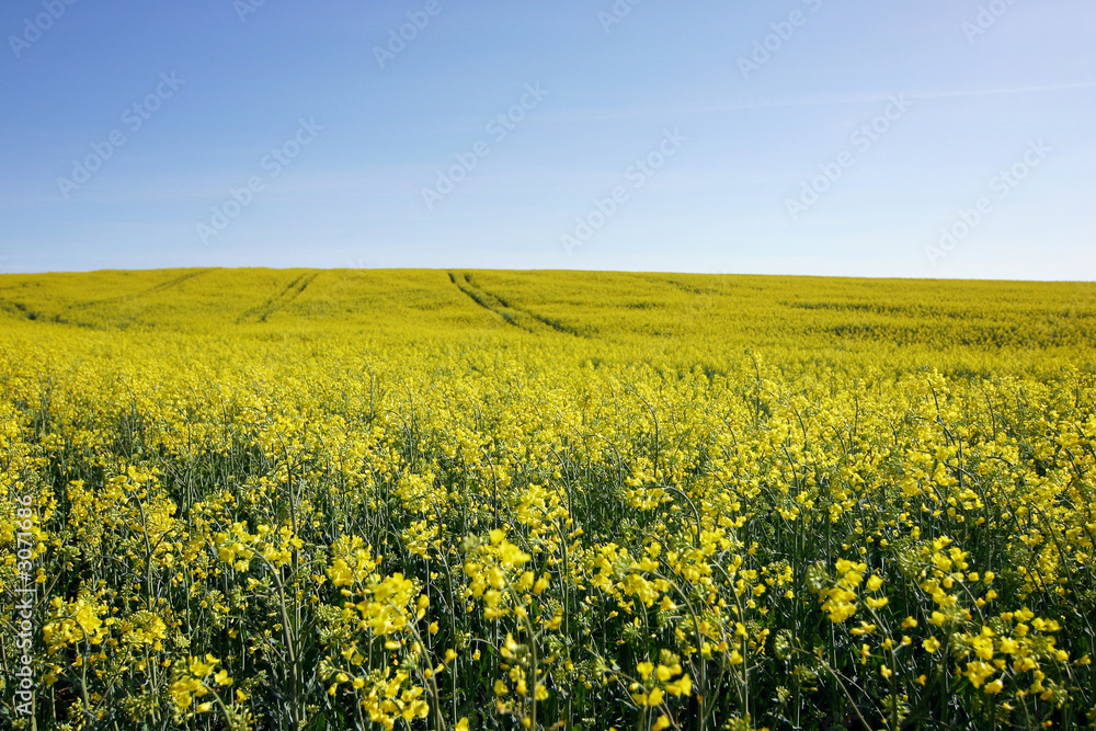 rapeseed on a beautiful summerday
