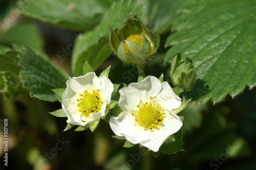 fleur de fraisiers