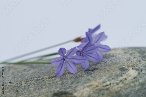 Tableau sur toile fleurs bleue sur galet gris
