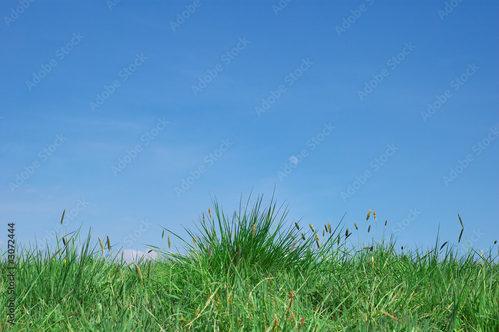 Fototapeta premium summer landscape