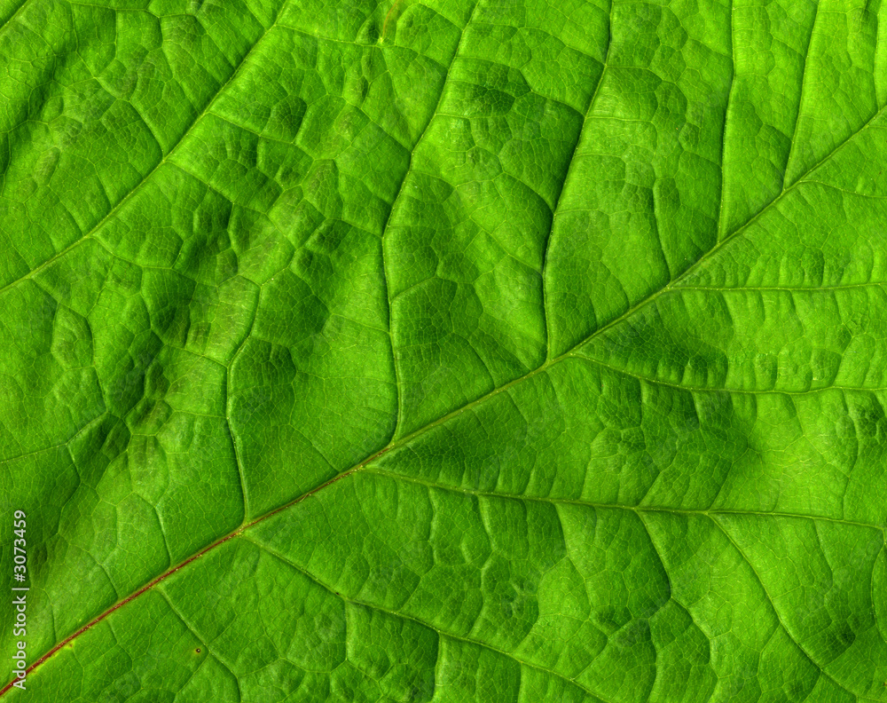 green leaf macro close up. green leaf macro close up.