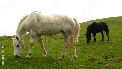 white and black horses