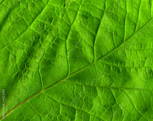 green leaf macro close up.