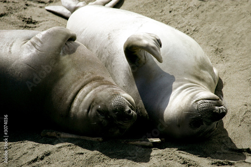elephant seal pups