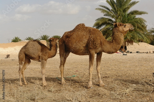 camel © Toufik DJERRAYA