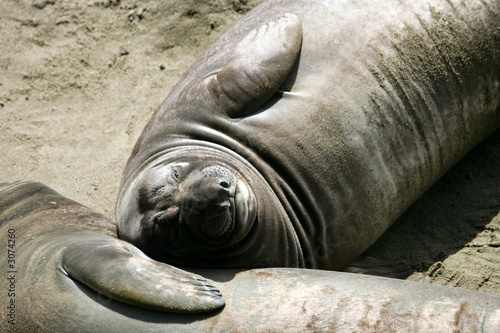 elephant seal pups