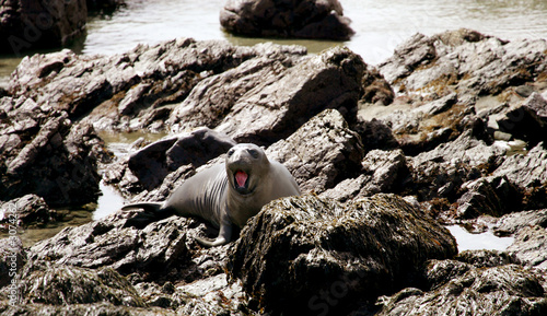 elephant seal pups