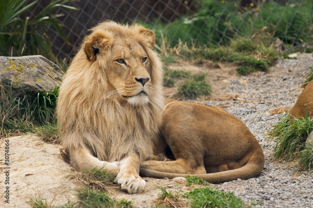 Fototapeta premium lazing lion