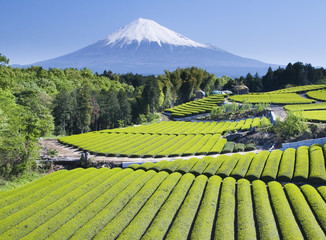 Fotobehang Japan Groene theevelden in Japan  © Craig Hanson