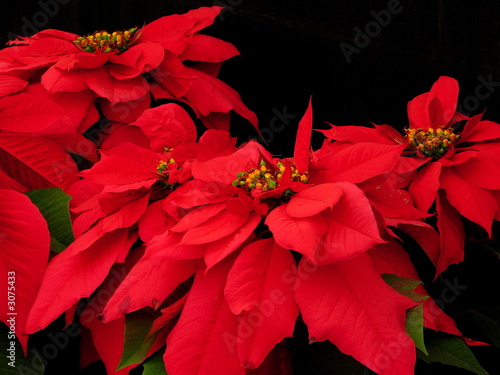 red pointsettia on black