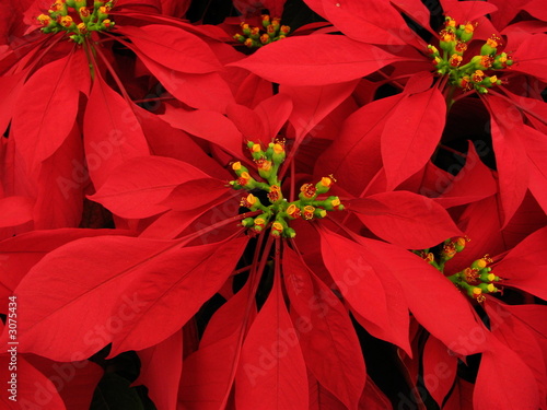 gorgeous pointsettia