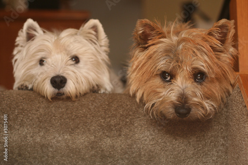 westie and cairn terriers photo