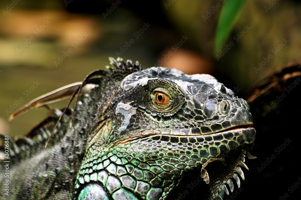 Fototapeta premium an iguana