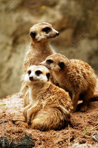meerkats