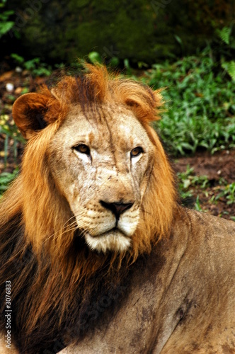 lion resting