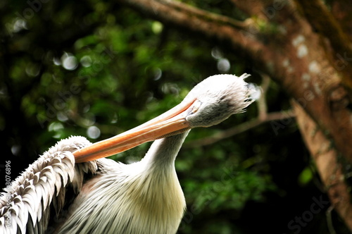 pelican cleaning itself