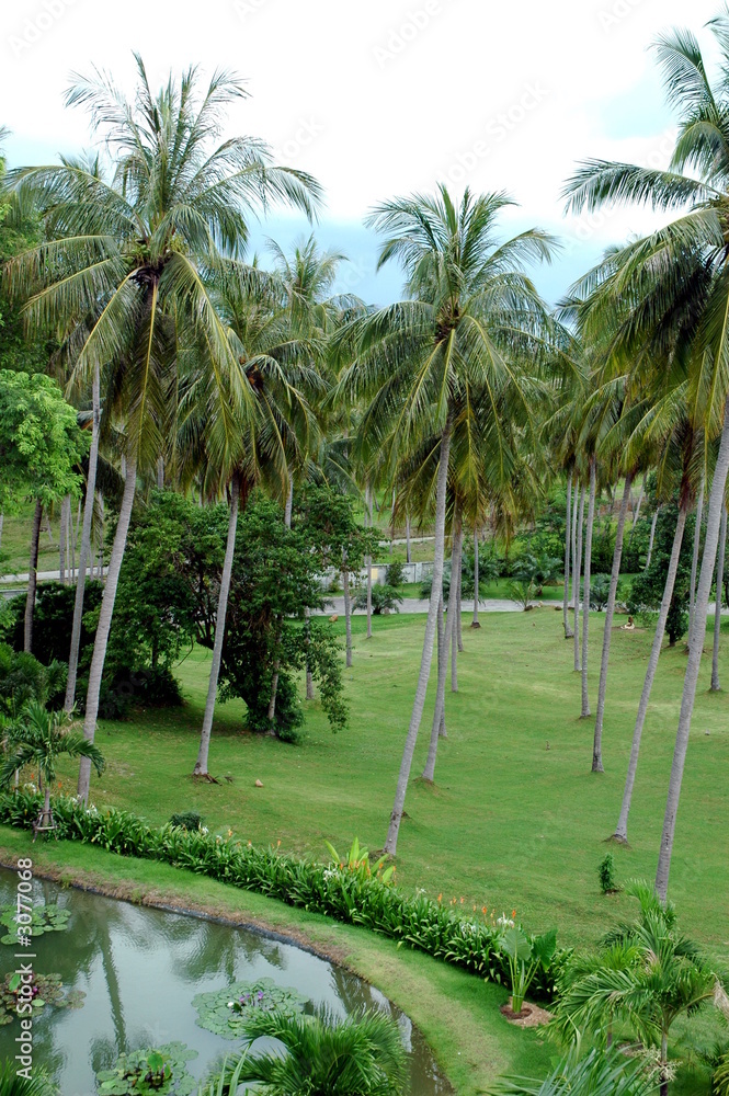 Fototapeta premium coconut trees in thailand