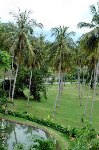 coconut trees in thailand