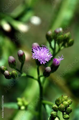 purple wild flower