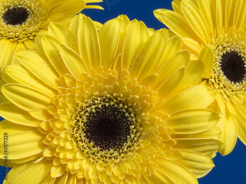 yellow flower heads
