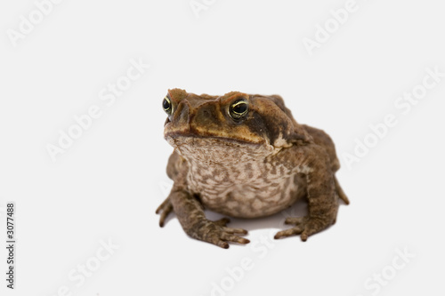 toad