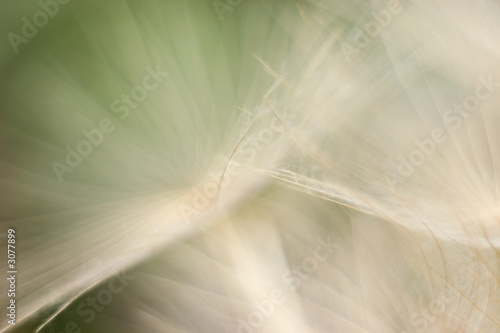 abstract1-dandelion