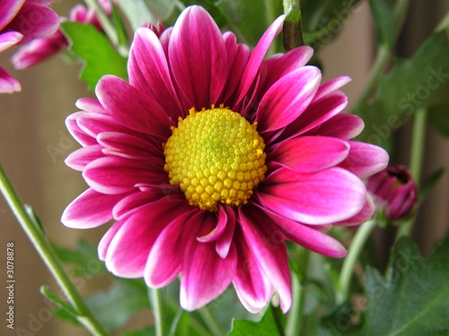 cerise daisy