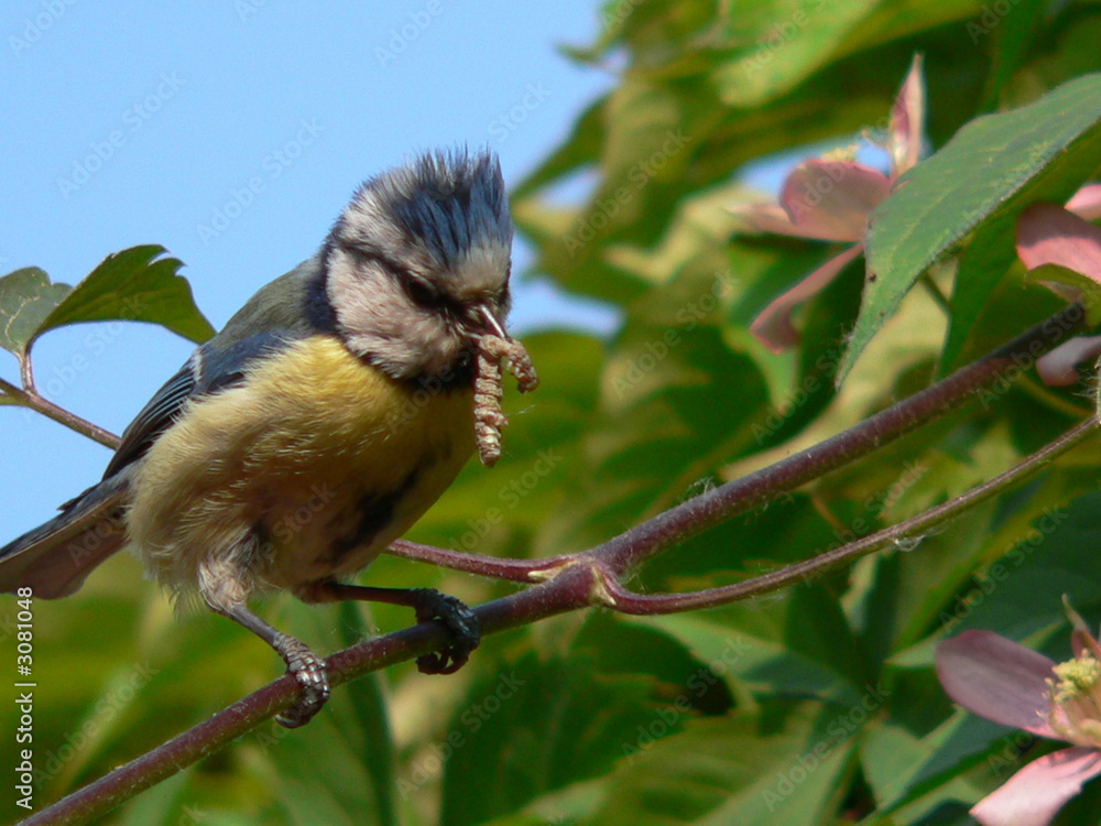 Obraz premium gartenvogel