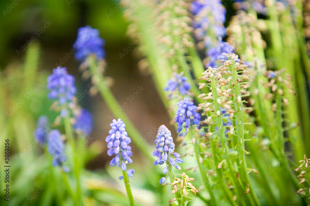 Obraz premium flowers