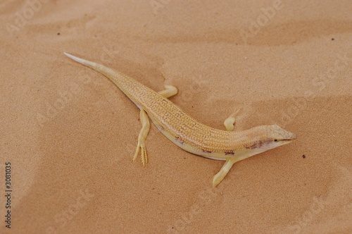 poisson des sables - scincus scincus