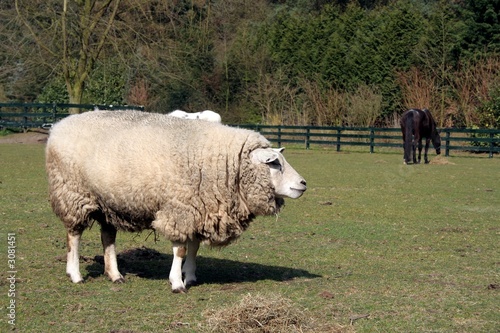 woolly sheep