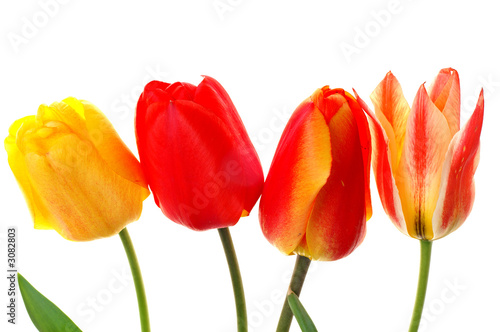 tulips