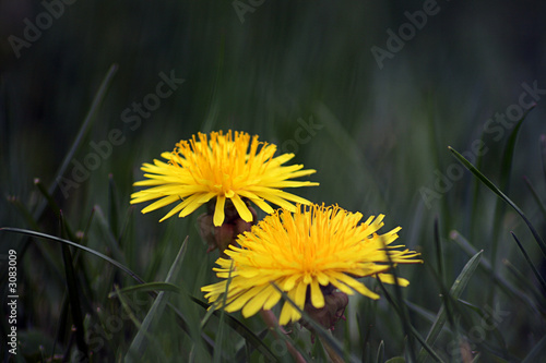 dandelions in a field of grass
