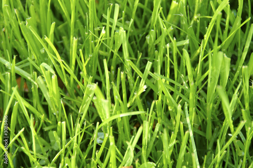 grass after rain shower