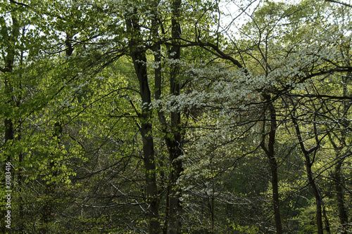 dogwood buds and flowers trees in the rain