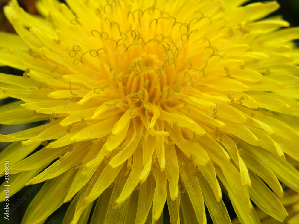 dandelion