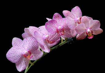 Poster Orchidee Roze orchideeën met groene bladeren  © archana bhartia