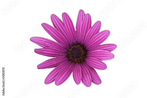 pink daisy