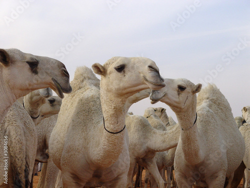camels faces