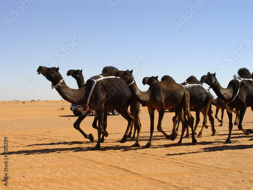 black camels