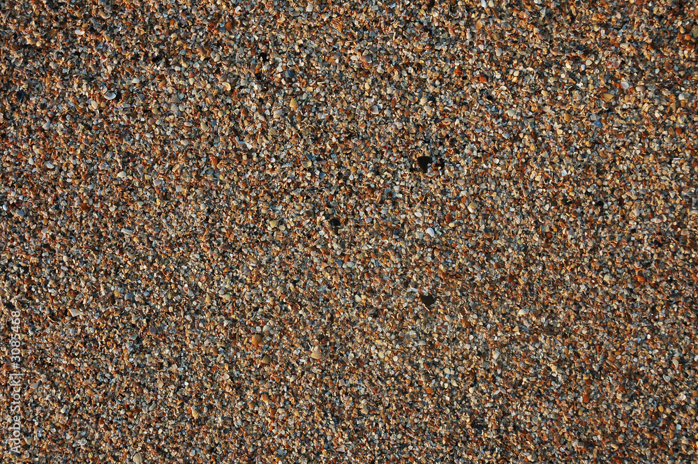 coast of shells coast of shells