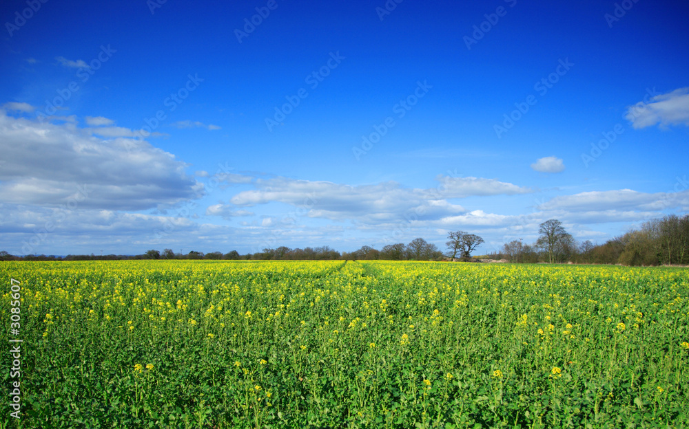 rapeseed field beginning to flower