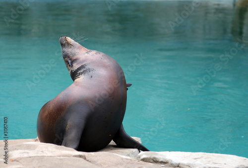 californian sea lion in front of a water pool