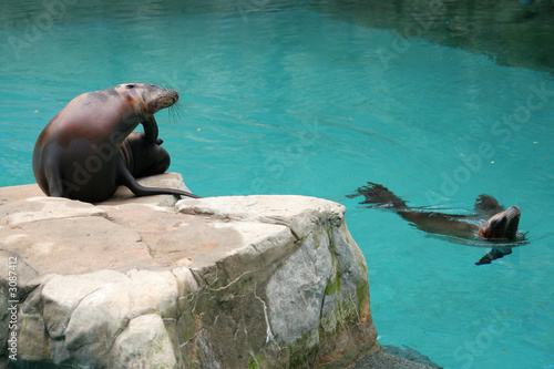 two californian sea lions